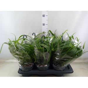 Lepismium bolivianum