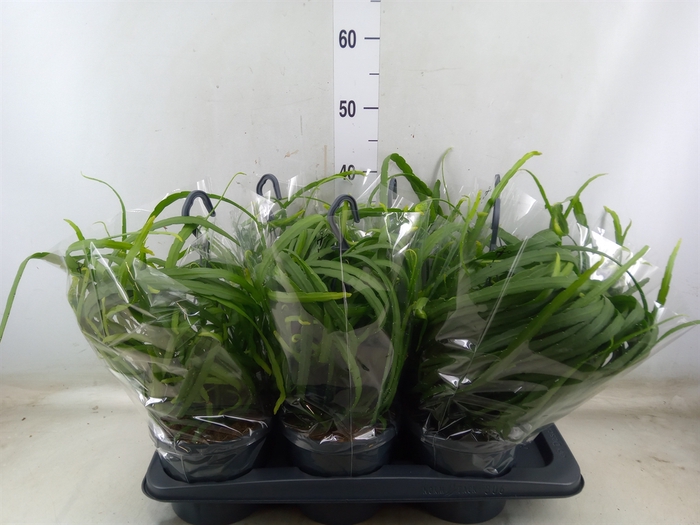 <h4>Lepismium bolivianum</h4>