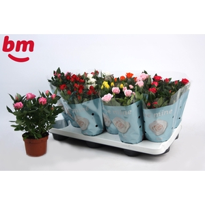 Rosa Beau Monde gemengd