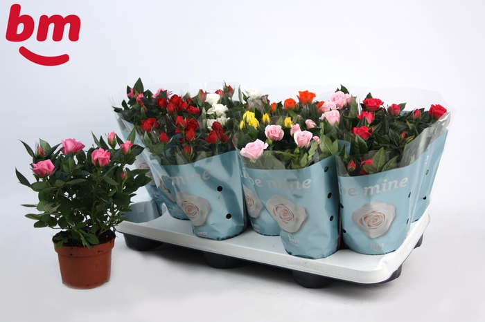 <h4>Rosa Beau Monde gemengd</h4>