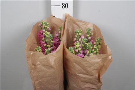 <h4>Matth Iron Pink</h4>