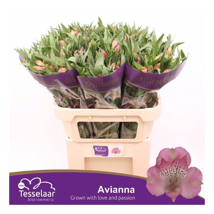 <h4>ALSTR AVIANNA</h4>