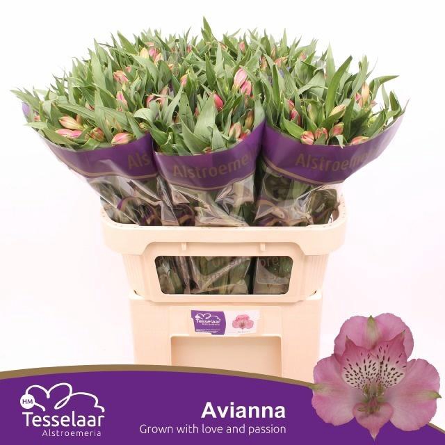 <h4>ALSTR AVIANNA</h4>