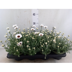 Rhodanthemum  'Casablanca'