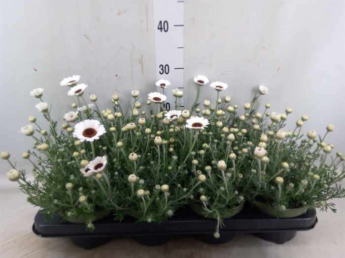 <h4>Rhodanthemum  'Casablanca'</h4>