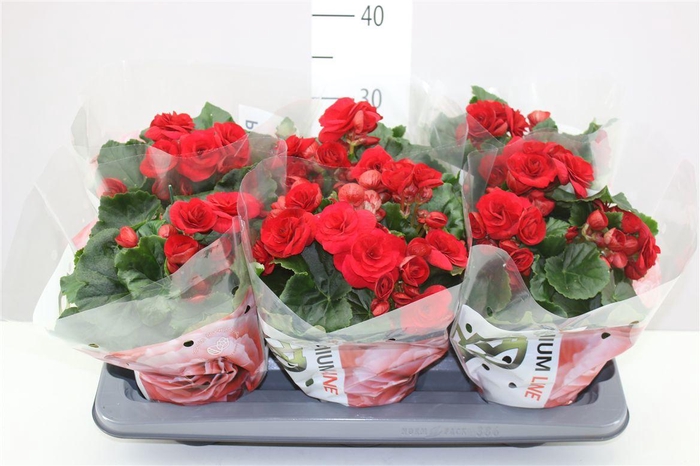 <h4>Begonia Du Baladin</h4>