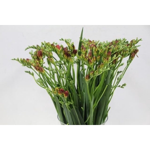 Freesia do orange