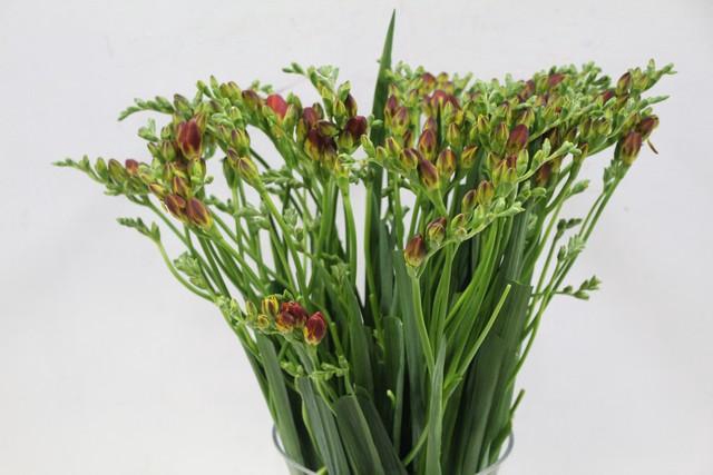 <h4>Freesia do orange</h4>