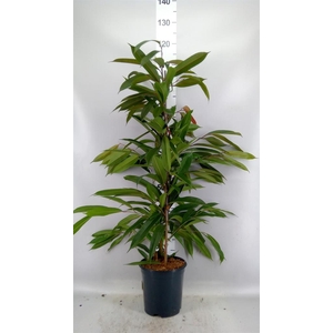 Ficus binn. 'Amstel King'