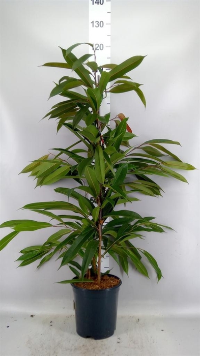 <h4>Ficus binn. 'Amstel King'</h4>