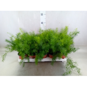 Asparagus dens. 'Sprengeri'