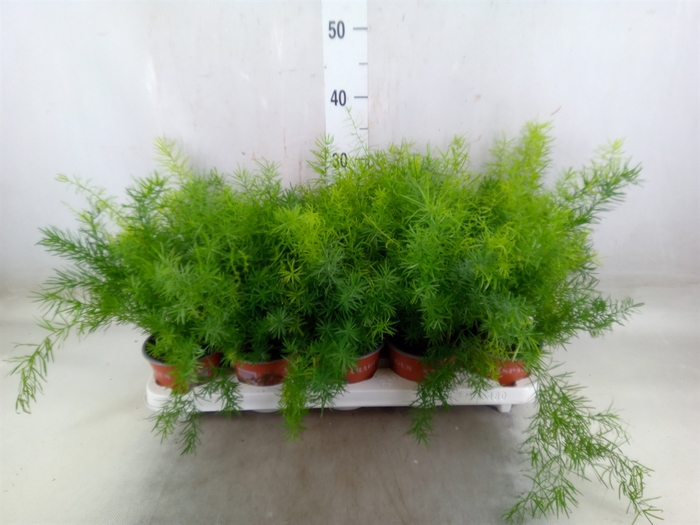 <h4>Asparagus dens. 'Sprengeri'</h4>
