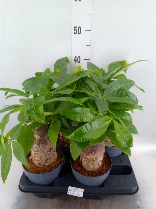 <h4>Pachira aquatica</h4>