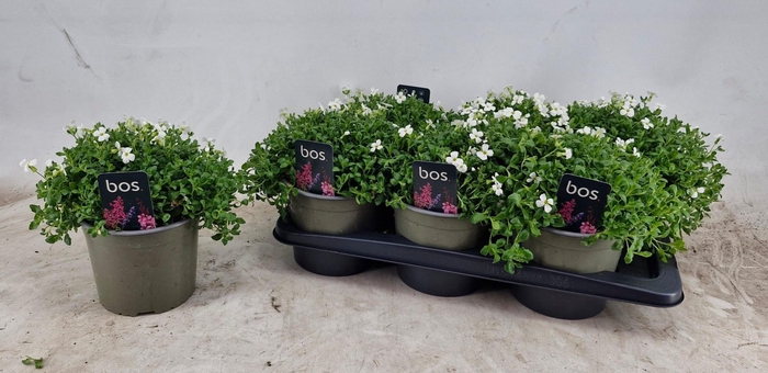 <h4>AUBR GRACILIS</h4>