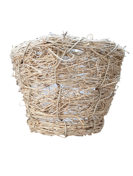 MANDJE MUEHLENBECCIA D12 H10