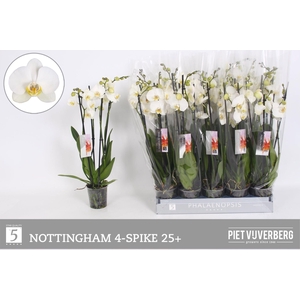 PHAL AN NOTTINGHAM