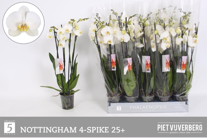 PHAL AN NOTTINGHAM