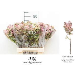 SYR HY MAIDENS BLUSH