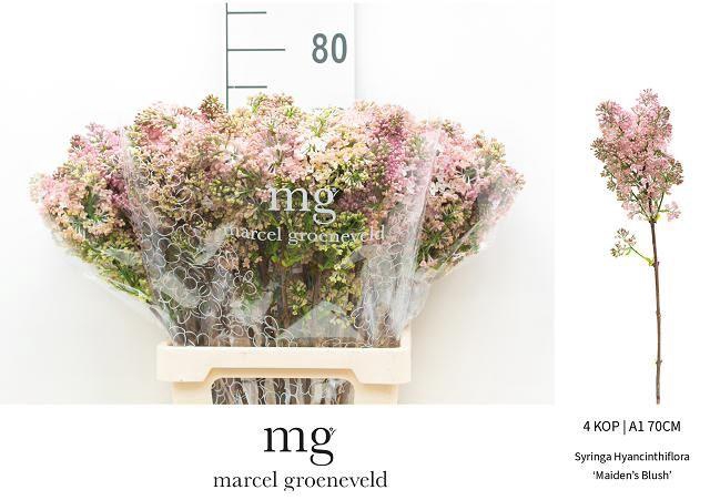 <h4>SYR HY MAIDENS BLUSH</h4>