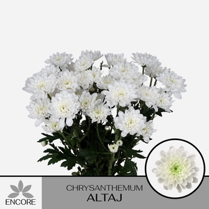 CHR T ALTAJ