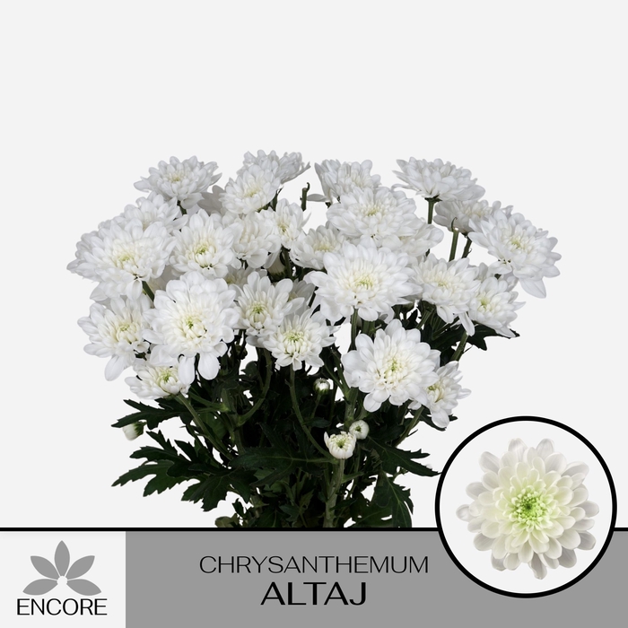 <h4>CHR T ALTAJ</h4>