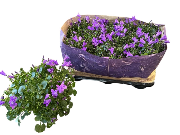 <h4>Camp Por Blueone</h4>