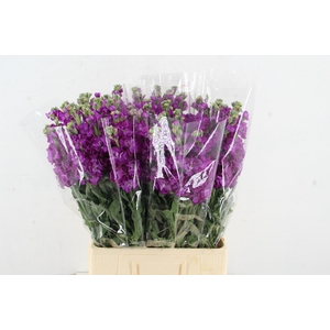 MATTHIOLA IRON PURPLE