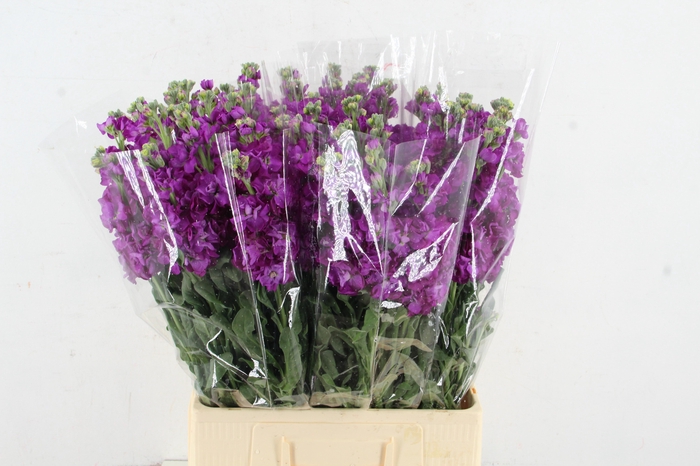 <h4>MATTHIOLA IRON PURPLE</h4>