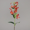 Lilium 65 cm orange red