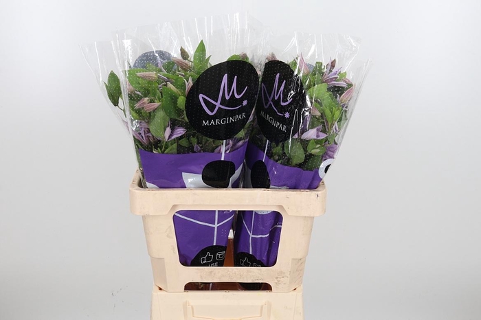 <h4>Clem Amazing Miami</h4>