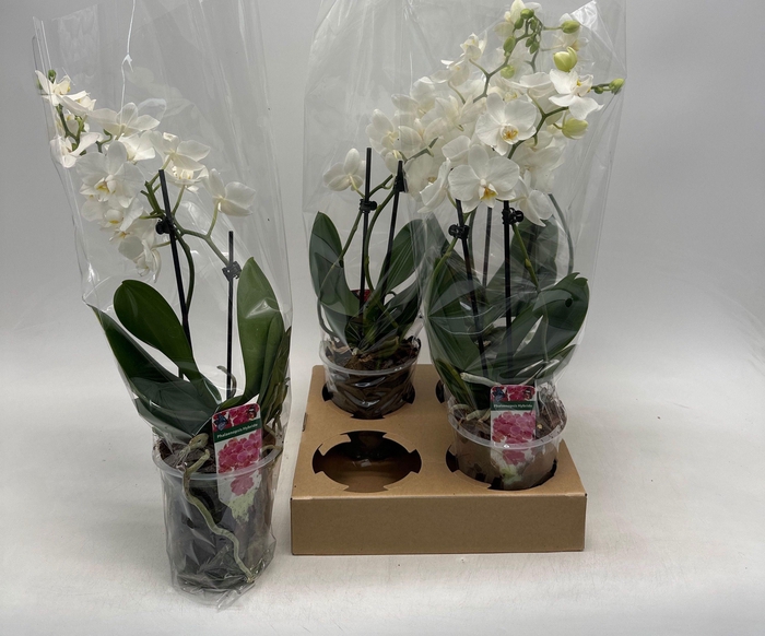 <h4>PHAL OV WIT</h4>