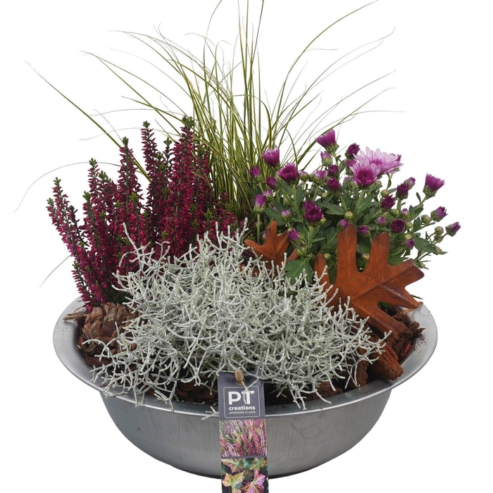 <h4>Arr.   Tuinplanten L%</h4>