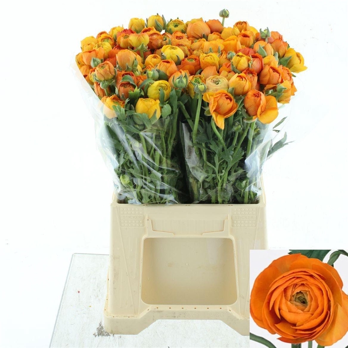 <h4>RAN EL ORANGE</h4>