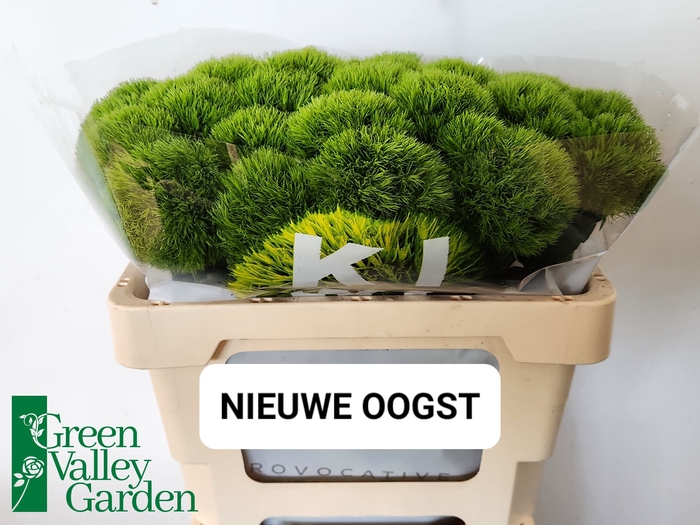 <h4>Di Barbatus Kiwi Mellow Green Valley</h4>
