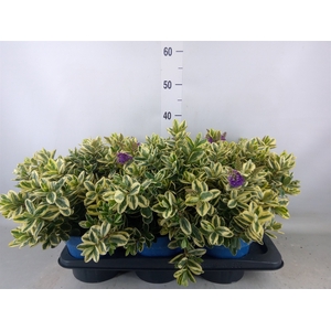 Hebe andersonii 'Variegata'