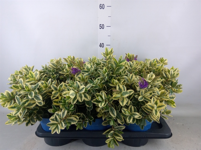 <h4>Hebe andersonii 'Variegata'</h4>