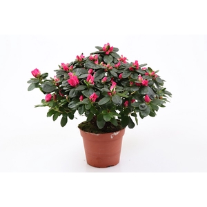 RHODODENDRON SIMSII P14 ROOD