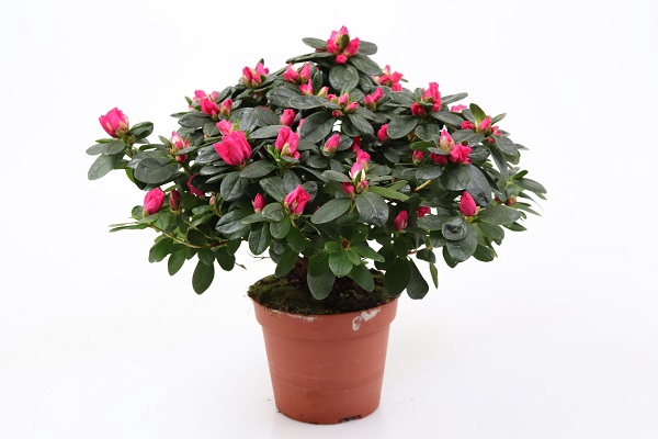 <h4>RHODODENDRON SIMSII P14 ROOD</h4>