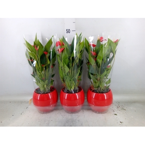 Anthurium andr. 'Mill Flowers Red'