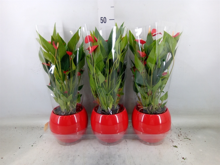 <h4>Anthurium andr. 'Mill Flowers Red'</h4>