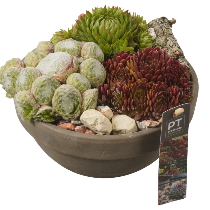 <h4>PTS7410 Arrangement Sempervivum in terracotta schaal</h4>