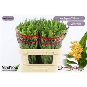 Ascl Incarnata Yellow