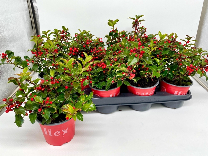 <h4>ILEX MESERVEAE</h4>