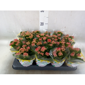 Kalanchoe blos. 'Calandiva Rubio'