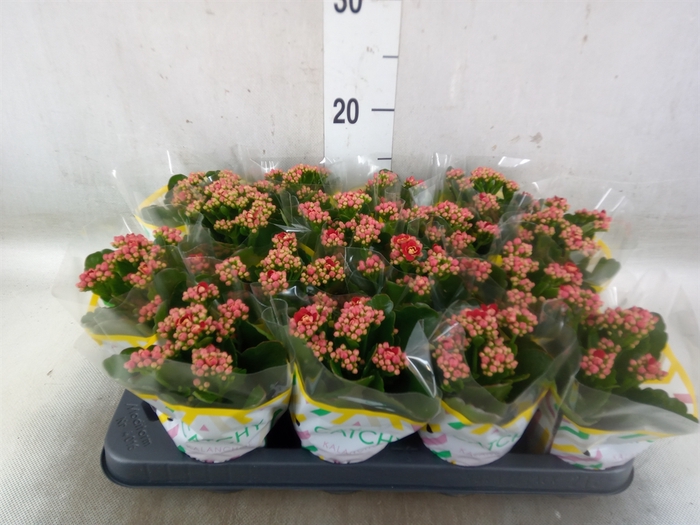<h4>Kalanchoe blos. 'Calandiva Rubio'</h4>