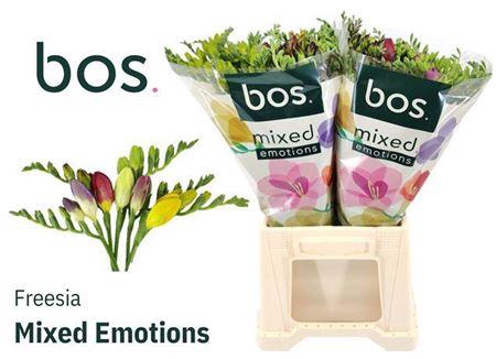 <h4>Fr En Gem ( Bos ) 17/18gr</h4>