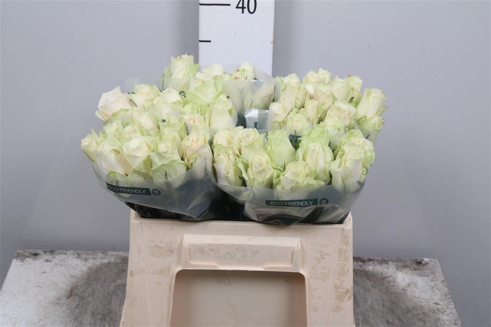 <h4>R Gr Athena</h4>