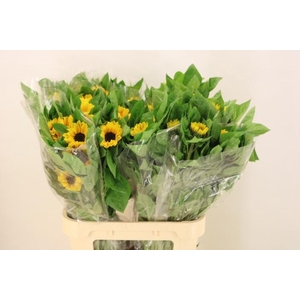 HELI VINCENTS CHOICE