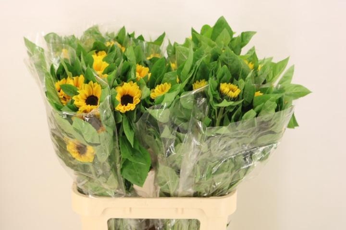 <h4>HELI VINCENTS CHOICE</h4>