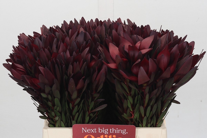 <h4>Leucadendron Saf Sunset Dark Red</h4>